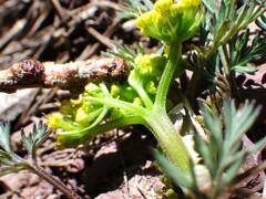Lomatium sandbergii
