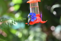 Chrysuronia versicolor