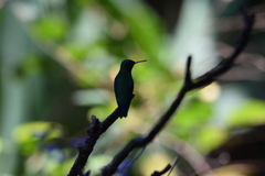 Hylocharis chrysura