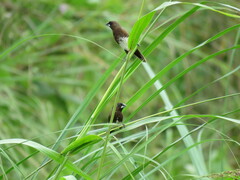 Lonchura leucogastra