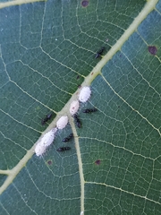 Technomyrmex albipes