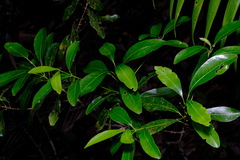 Acronychia oblongifolia