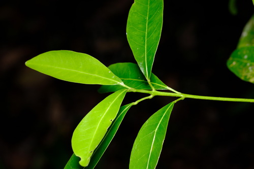 Image of Common Acronychia (Acronychia oblongifolia) by (c) Peter Crowcroft, some rights reserved (CC BY)