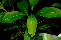 Acronychia oblongifolia