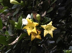 Diglossa albilatera