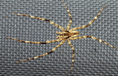 Pandercetes gracilis