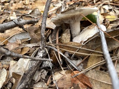 Hygrophorus occidentalis