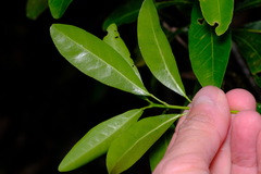 Acronychia oblongifolia