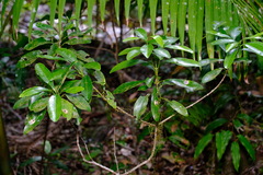 Acronychia oblongifolia