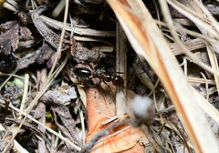 Melophorus