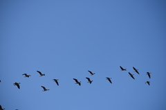 Anser serrirostris rossicus