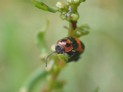 Aporocera