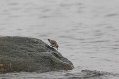 Calidris mauri