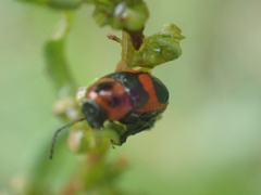 Aporocera