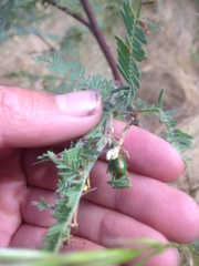 Calomela parilis