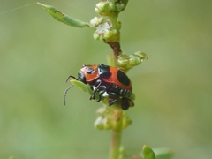 Aporocera