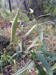 Asclepias tuberosa interior