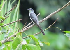 Pericrocotus divaricatus