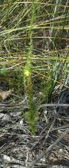 Hibbertia fasciculata