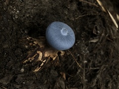 Geastrum pectinatum