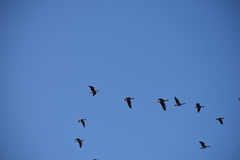 Anser serrirostris rossicus