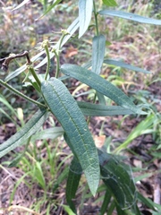 Asclepias tuberosa interior
