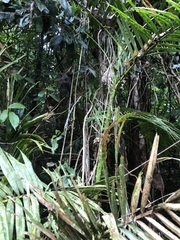 Calamus moti