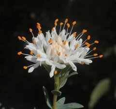 Pimelea erecta