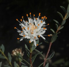 Pimelea erecta