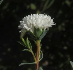 Pimelea erecta