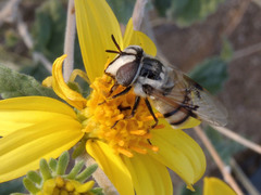 Copestylum fornax
