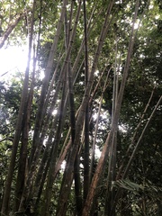 Bambusa oldhamii