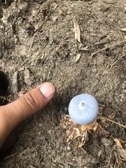 Geastrum pectinatum