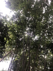 Bambusa oldhamii