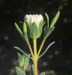 Pimelea erecta