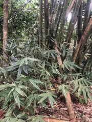 Bambusa oldhamii