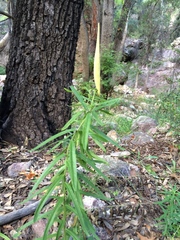 Asclepias tuberosa interior