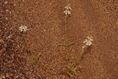 Collinsia tinctoria
