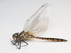 Hemicordulia armstrongi