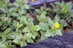 Tridax trilobata