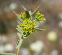 Pimelea microcephala