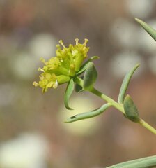 Pimelea microcephala