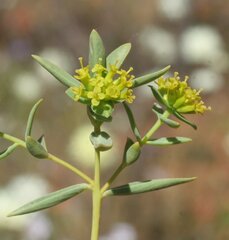 Pimelea microcephala