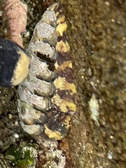 Onithochiton quercinus