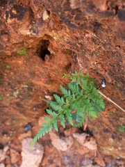 Pityrogramma calomelanos