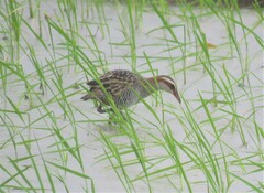 Gallirallus philippensis philippensis