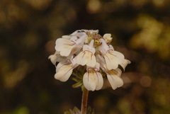 Collinsia tinctoria