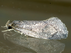 Leistomorpha brontoscopa