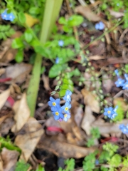Myosotis sylvatica