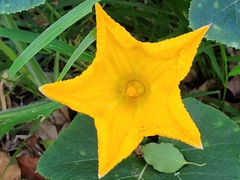 Cucurbita moschata